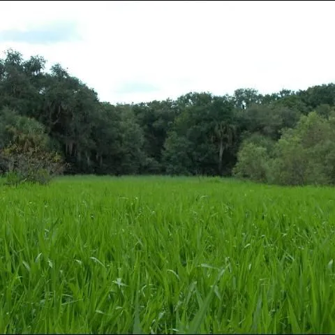 thumbnail for publication: Wetland Weeds: West Indian Marsh Grass (Hymenachne amplexicaulis)